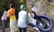 Dân vây bắt hổ mang chúa 7 kg ở Yên Bái